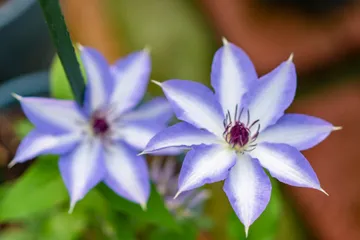 Misayo