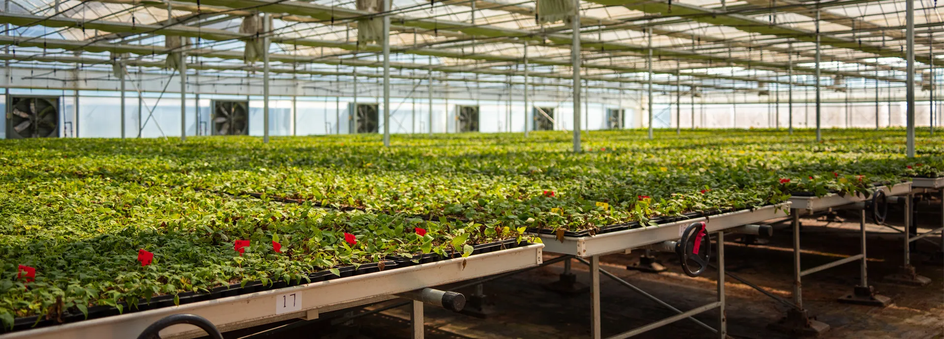 Inside greenhouse at Mengmu Nursery